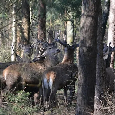 Alojamento de Acomodação e Pequeno-almoço Johannahoeve Veluwe