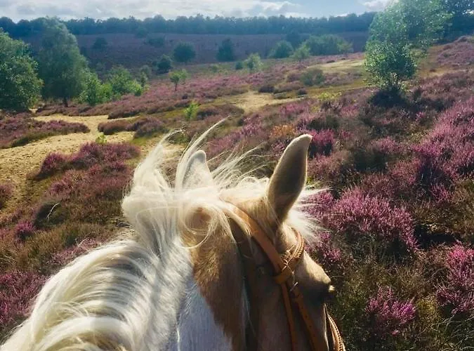 Johannahoeve Veluwe Nocleg ze śniadaniem 3*