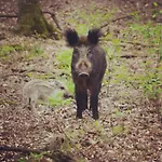 Johannahoeve Veluwe ベッド・アンド・ブレックファスト ハル