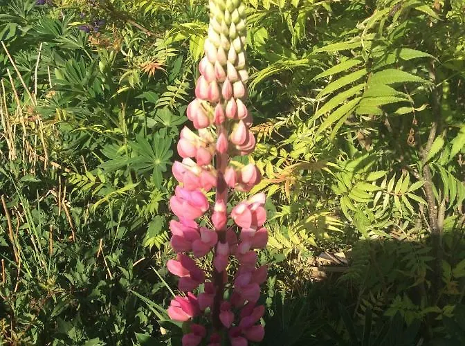 Couette-café Johannahoeve Veluwe 3*