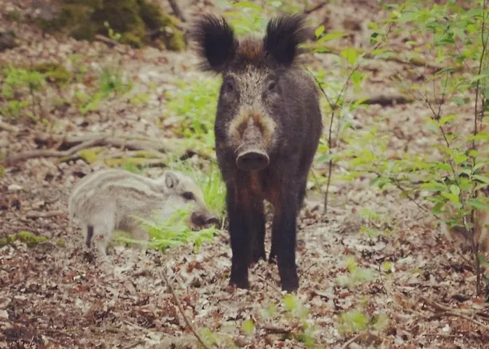 Johannahoeve Veluwe Couette-café Hall