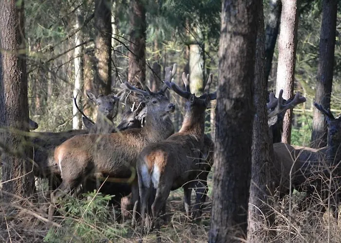 Couette-café Johannahoeve Veluwe