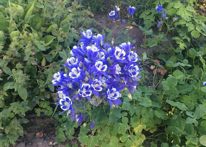 Johannahoeve Veluwe Couette-café